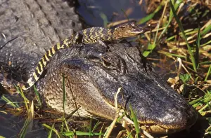 Alligators Prints: American Alligator TOM 463 Mother with young