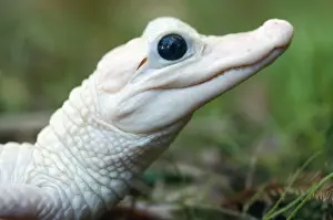 American Alligator USA