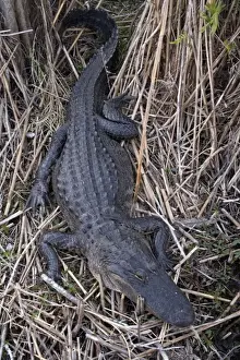 American Alligator. USA