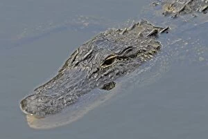 Images Dated 3rd June 2006: American Alligator. In water. Inhabits ponds, swamps, rivers, freshwater and brackish marshes