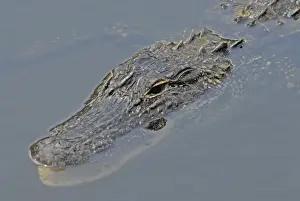 Alligators Prints: American Alligator. In water. Inhabits ponds