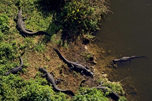 Sunning Collection: American Alligators - Spring. Southeastern USA. C173