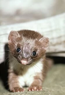 Images Dated 13th January 2011: American / Arctic / Long tailed Weasel JS 183 Young Mustela frenata © J. Swedberg / ardea. com