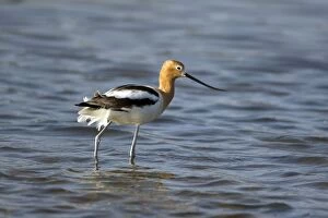 Images Dated 22nd March 2009: American Avocet
