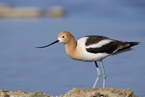 Images Dated 29th June 2010: American Avocet - in breeding plumage - Wyoming - USA - July