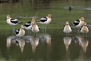 Images Dated 8th June 2013: American Avocet - flock resting in Madison River