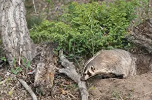 American Badger