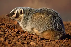 American Badger Arizona USA