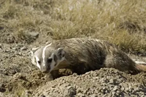 Sett Prints: American Badger Digging new set Montana. USA