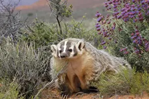 Badgers Prints: American Badger - in its habitat