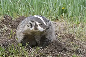 Badgers Prints: American Badger. Montana - USA