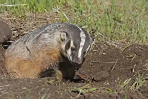 American Badger. Montana - USA