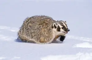 American Badger - running in snow