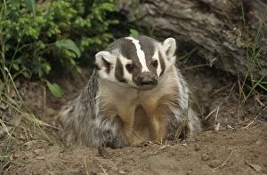 Images Dated 26th May 2015: American Badger - At Set