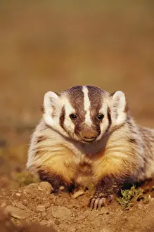 Badgers Prints: American Badger TOM 83 Young Badger