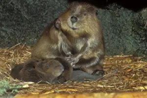 Home Prints: American Beaver - family inside lodge. MT483