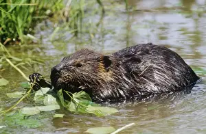 Beavers Prints: American Beaver - feeding on leaves - Maine USA