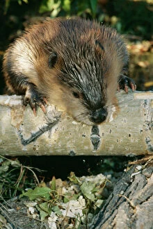 Beavers Gallery: AMERICAN BEAVER - gnawing on branch, close-up