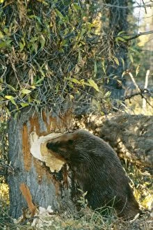 Beavers Gallery: American BEAVER - gnawing at tree
