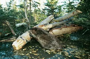 Lakes Prints: American Beaver TOM 23 Western USA