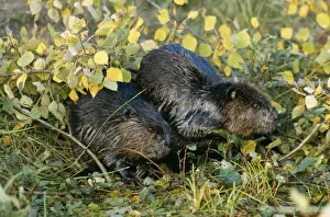 Beavers Prints: American Beaver TOM 6 x 2, western USA