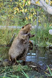 Collecting Prints: American Beaver TOM 608 Trying to reach cottonwood tree it has cut down - Wyoming Castor canadensis © Tom & Pat