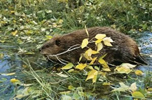 Beavers Gallery: AMERICAN BEAVER - In water