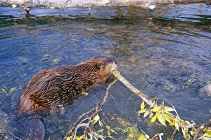 American BEAVER - in the water, carrying a log in mouth
