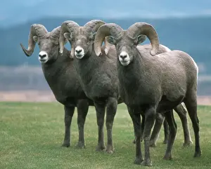 American bighorn sheep - Radium Hot Springs, Canada
