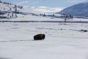 Images Dated 8th February 2011: American Bison