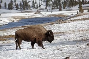 Images Dated 13th February 2011: American Bison