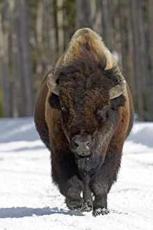 Images Dated 13th February 2011: American Bison