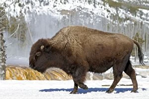 Images Dated 15th February 2011: American Bison