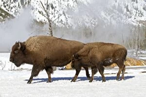 Images Dated 15th February 2011: American Bison