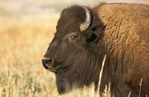 American Bison / American Buffalo - Side On