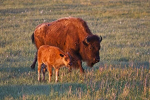 American Bison (Bison bison) female
