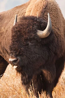 Larry Gallery: American Bison (Bison bison) herd in Teton