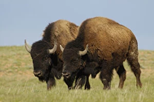 Images Dated 18th June 2010: American Bison Buffalo (Bison bison)
