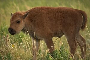 American Bison / Buffalo - calf, grazing