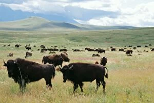 American Bison / Buffalo - herd