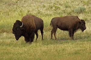 American Bison / Buffalo - male (large) and female (smaller) in rut. The bull enters the matriarchal herd