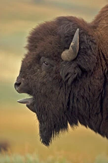 American Bison / Buffalo - male vocalizing (bellowing) during rut, side view