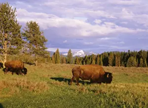 American Bison / Buffalo Yellowstone National Park, USA