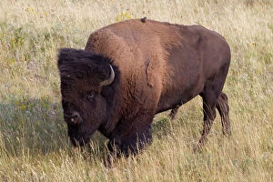 Bulls Gallery: American Bison bull
