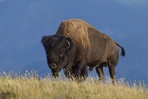 Bovid Gallery: American Bison bull