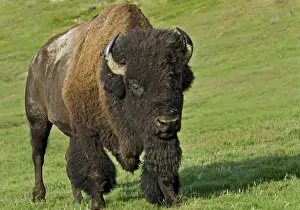 Buffalos Prints: American Bison - bull - North American Great Plains - Theodore Roosevelt National Park - North Dakota - USA _E7B2720