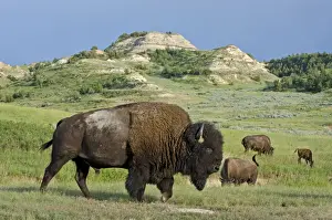 American Bison - bull - Northern Great Plains - Theodore Roosevlet National Park - North Dakota - USA _E7B2817