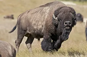Adults Prints: American Bison - bull showing flehmen behavior - smelling for the females pheromones during the summer bison rut