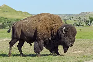 Walking Prints: American Bison - bull walking through prairie area - summer - Northern Great Plains - Theodore Roosevelt National Park