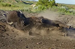 American Bison - bull wallowing during summer mating season - North American Great Plains - Theodore Roosevlet National Park - North Dakota - USA (while all bison use dust baths to control irritating insects (biting flies, ticks, etc)